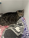 adoptable Cat in mc kees rocks, PA named Trevor
