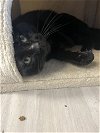 adoptable Cat in , PA named Flynn