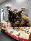 adoptable Cat in  named Andrea