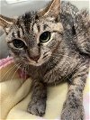 adoptable Cat in mc kees rocks, PA named Tegan