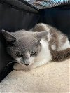 adoptable Cat in mc kees rocks, PA named Sara