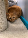 adoptable Cat in Mc Kees Rocks, PA named Andy