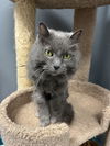 adoptable Cat in Mc Kees Rocks, PA named Mia