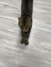 adoptable Cat in Mc Kees Rocks, PA named Stevie