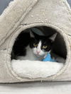 adoptable Cat in Mc Kees Rocks, PA named Amaretto