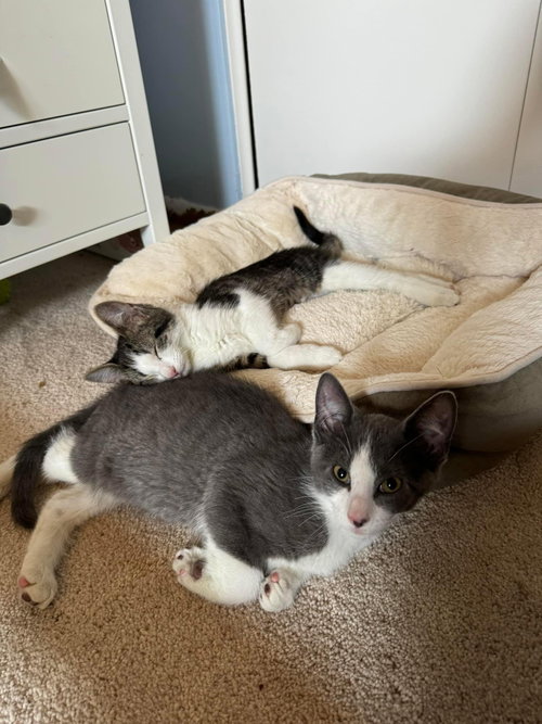 ALYOSHA - Domestic Short Hair available for adoption