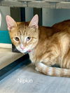 adoptable Cat in Mc Kees Rocks, PA named Nipkin