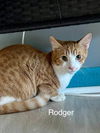 adoptable Cat in Mc Kees Rocks, PA named Rodger