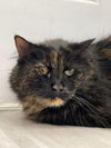 adoptable Cat in Mc Kees Rocks, PA named Sophia