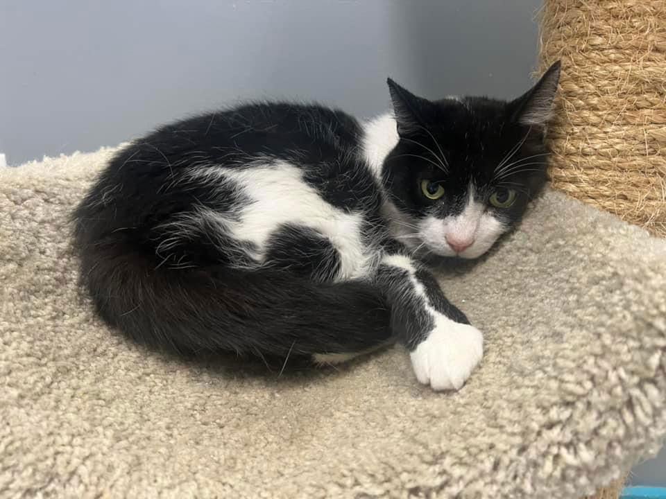 adoptable Cat in Mc Kees Rocks, PA named Benny