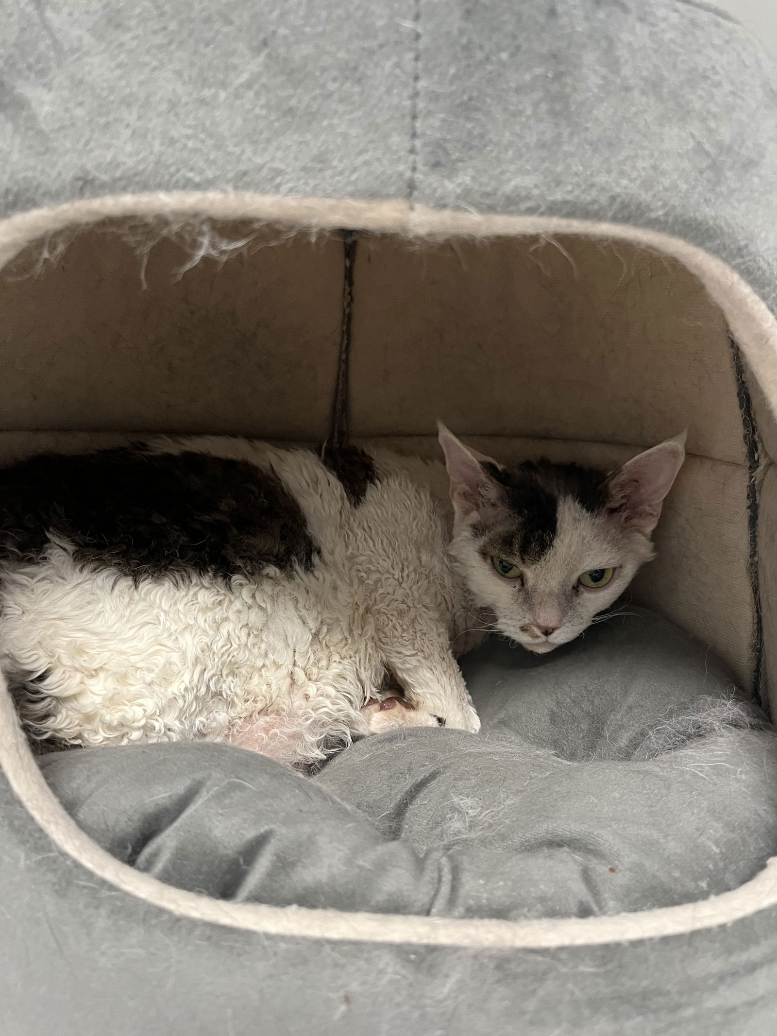 adoptable Cat in Mc Kees Rocks, PA named Thor