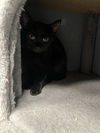 adoptable Cat in , PA named Pepper