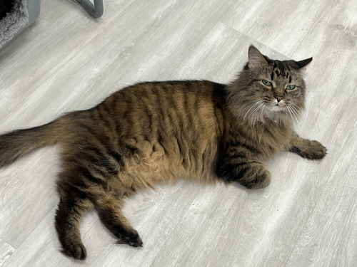 picture of the cat needing adoption