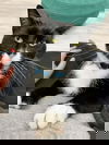 adoptable Cat in mc kees rocks, PA named Oreo