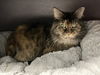 adoptable Cat in  named Charlotte