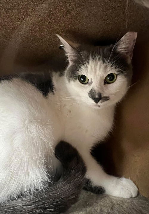 picture of the cat needing adoption
