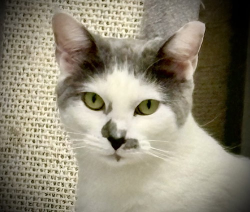 SAMMY - Domestic Short Hair available for adoption