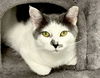 adoptable Cat in mc kees rocks, PA named Sammy