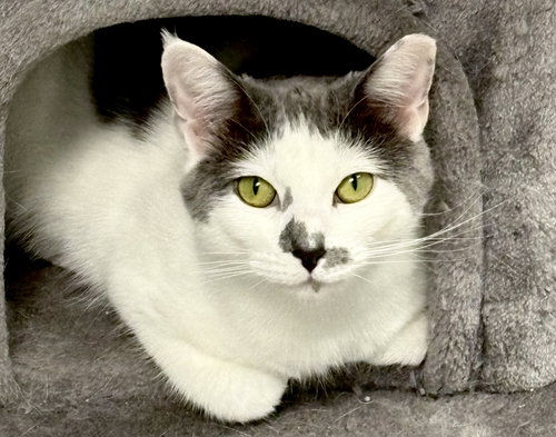 SAMMY - Domestic Short Hair available for adoption