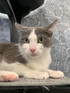 adoptable Cat in mc kees rocks, PA named Wookie
