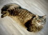 adoptable Cat in  named Kayak