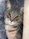 adoptable Cat in mc kees rocks, PA named Sparky