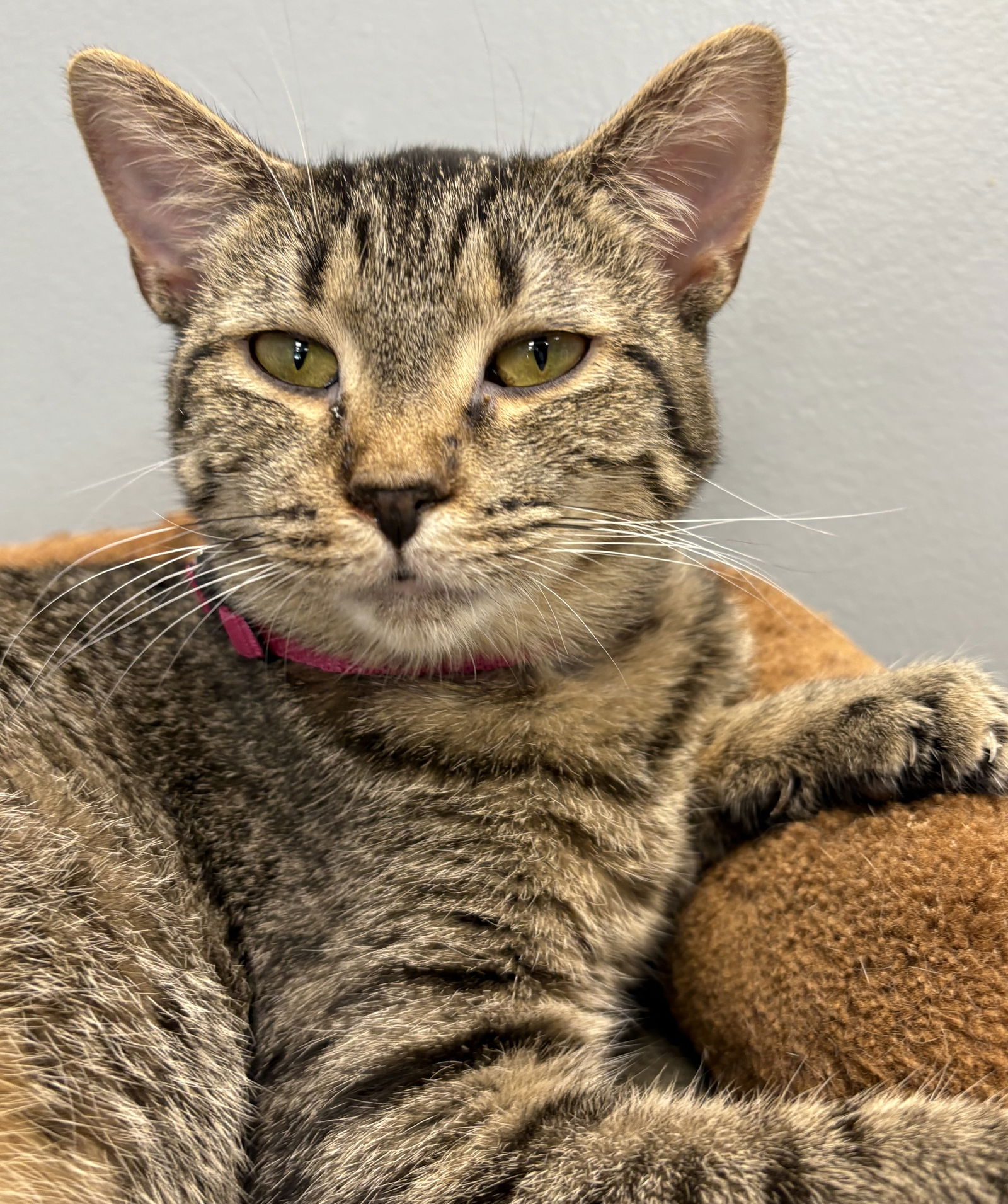 adoptable Cat in Mc Kees Rocks, PA named Twila