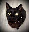 adoptable Cat in  named Magpie