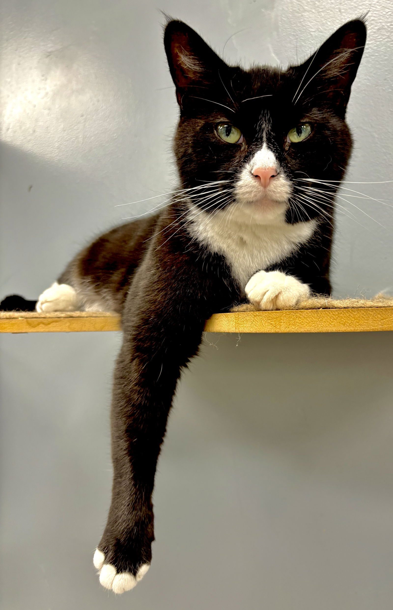 adoptable Cat in Mc Kees Rocks, PA named Oreo II