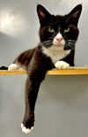 adoptable Cat in mc kees rocks, PA named Oreo II