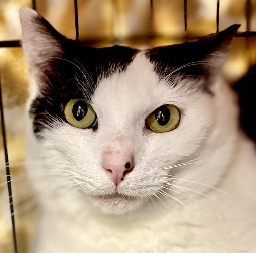 picture of the cat needing adoption