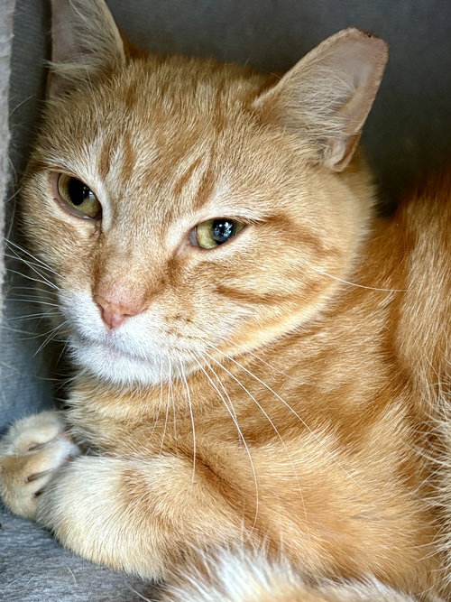 ROMAN - Domestic Short Hair available for adoption