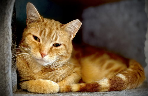 ROMAN - Domestic Short Hair available for adoption
