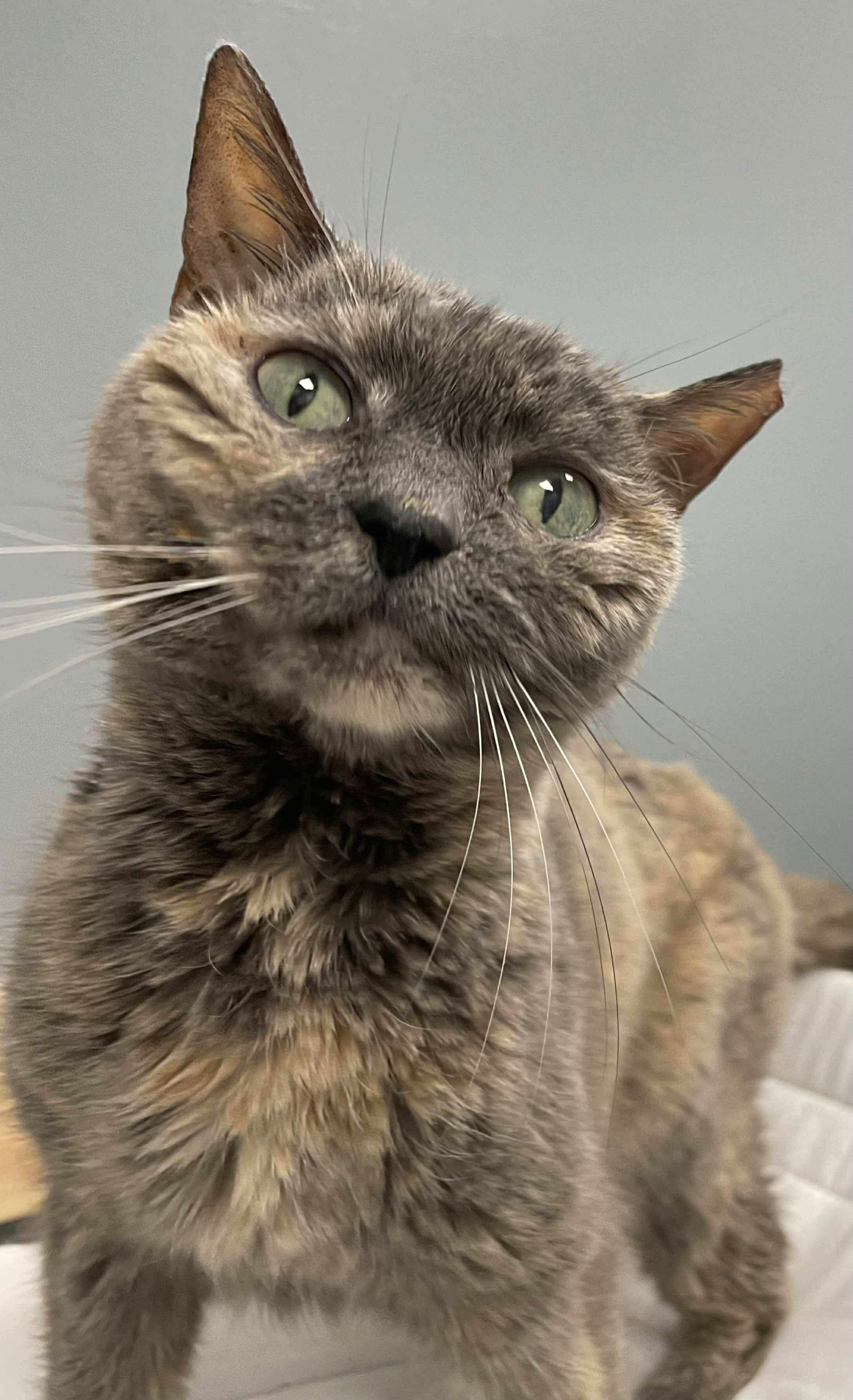 adoptable Cat in Mc Kees Rocks, PA named Elsa