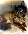 adoptable Cat in , PA named Cimmer