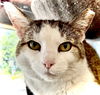 adoptable Cat in mc kees rocks, PA named Random