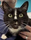 adoptable Cat in mc kees rocks, PA named Paw Paw