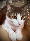 adoptable Cat in mc kees rocks, PA named Rey