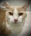 adoptable Cat in mc kees rocks, PA named Springsteen