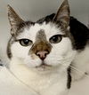 adoptable Cat in , PA named Flotus