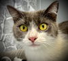 adoptable Cat in mc kees rocks, PA named Sweet Pea