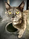 adoptable Cat in  named Mabel