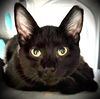 adoptable Cat in mc kees rocks, PA named Seraphina