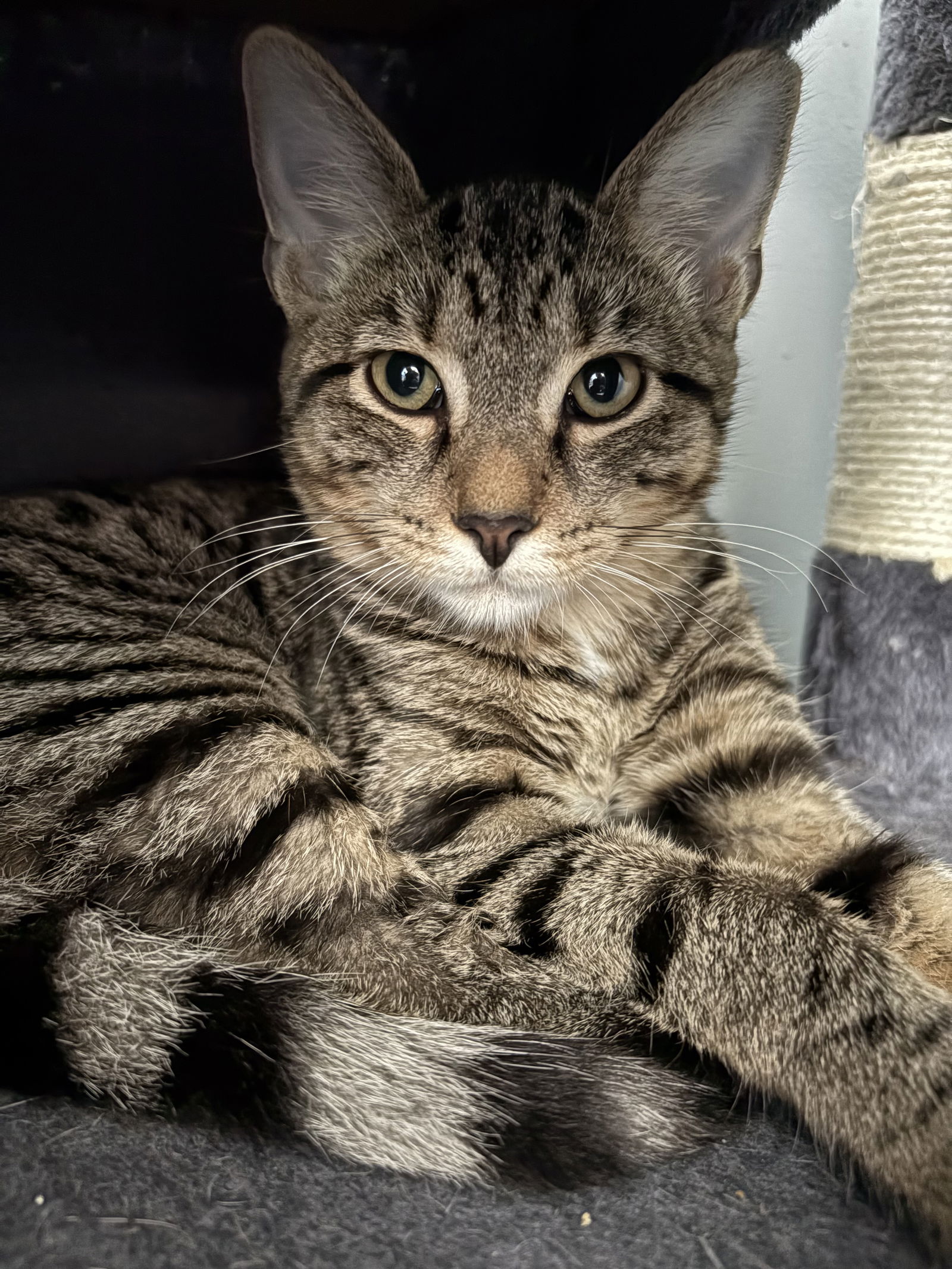 adoptable Cat in Mc Kees Rocks, PA named Serenity