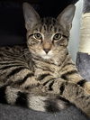 adoptable Cat in  named Serenity