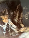 Maggie - Photo 1