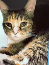 Sassafras - Photo 1