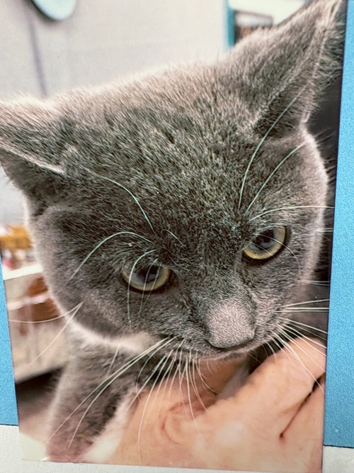 NOELLE - Domestic Short Hair available for adoption