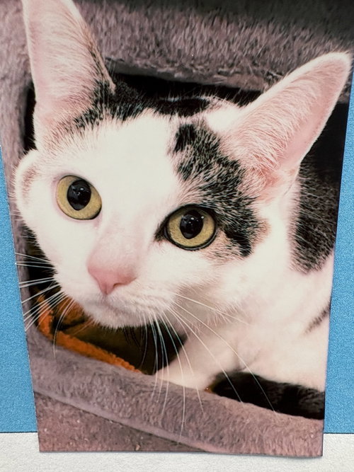 picture of the cat needing adoption
