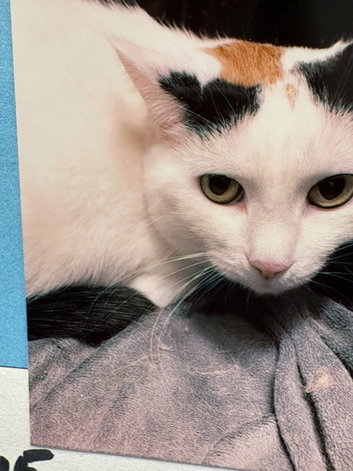 picture of the cat needing adoption